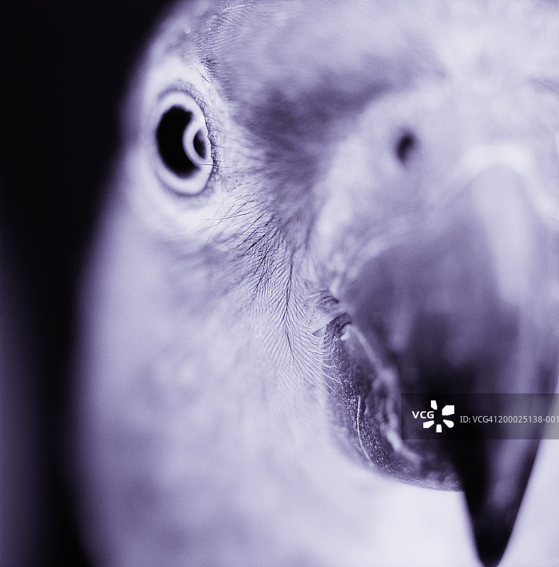 塞内加尔鹦鹉（Poicephalus senegalus）特写（黑白照片）图片素材