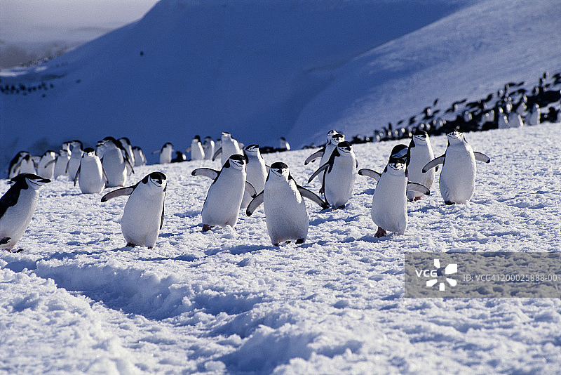 帽带企鹅图片素材