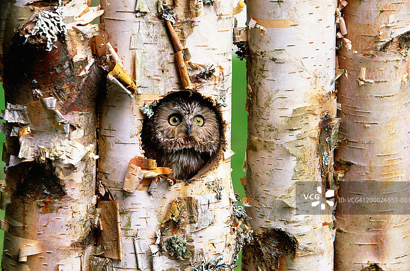 北美小鸮站在桦树上图片素材