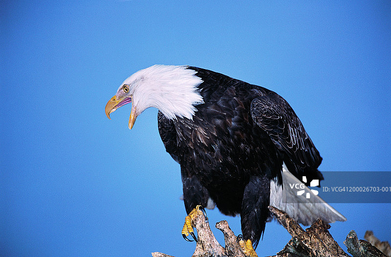 栖息在树枝上的白头海雕图片素材