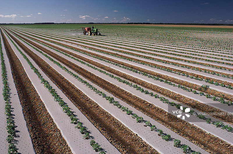 农民在番茄作物上喷洒杀菌剂图片素材
