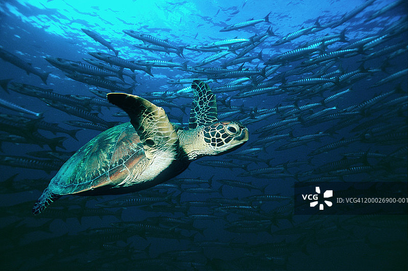 与魣鱼群一起游泳的绿海龟（数字合成图）图片素材