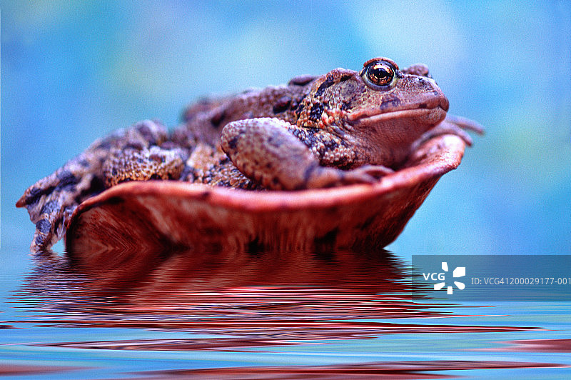 蘑菇上的北方蟾蜍（数字增强）图片素材