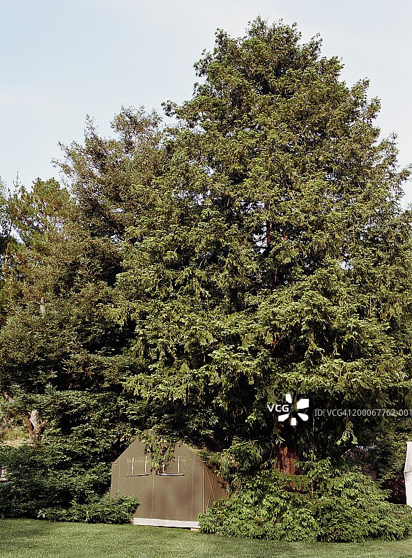 红杉树荫下的帐篷图片素材