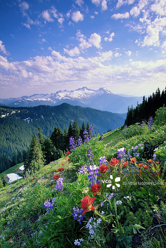 美国华盛顿州北喀斯喀特山脉野花草甸图片素材