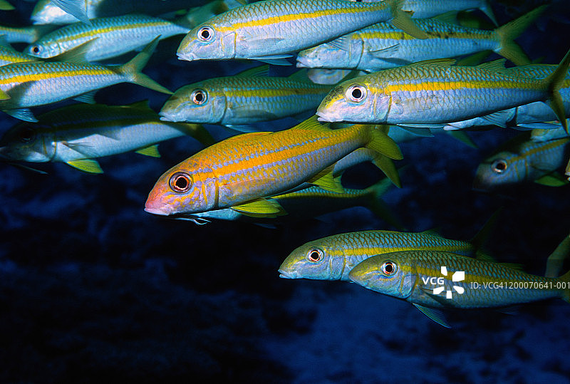 一群黄鳍山羊鱼特写图片素材