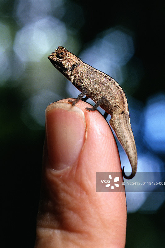 手指尖上的侏儒变色龙图片素材