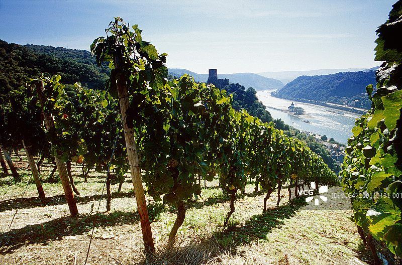 山坡葡萄园的葡萄藤行图片素材