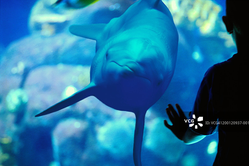 男孩观看大西洋瓶鼻海豚图片素材
