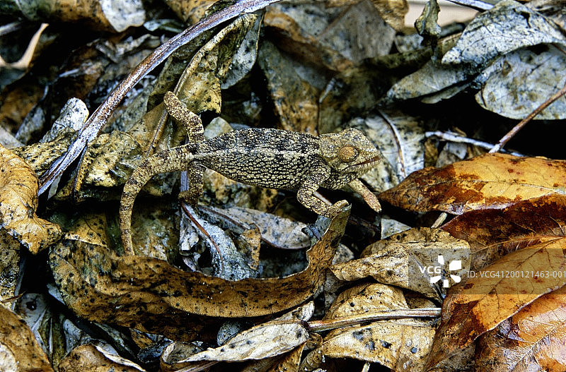 高冠变色龙图片素材