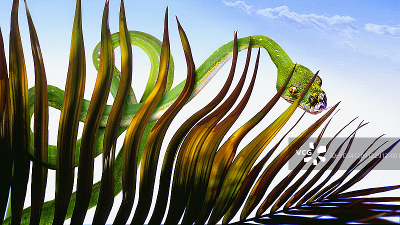 绿树蟒和棕榈叶（数码合成）图片素材