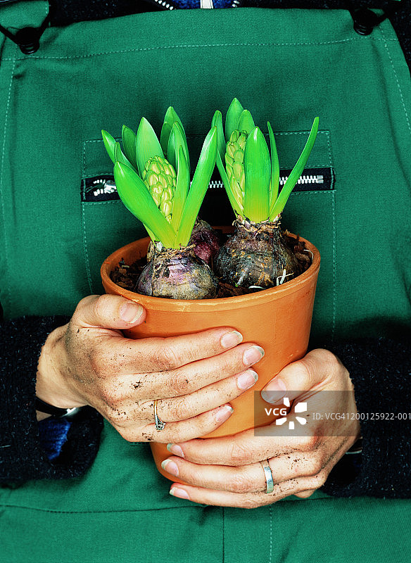 女园丁抱着风信子花盆图片素材