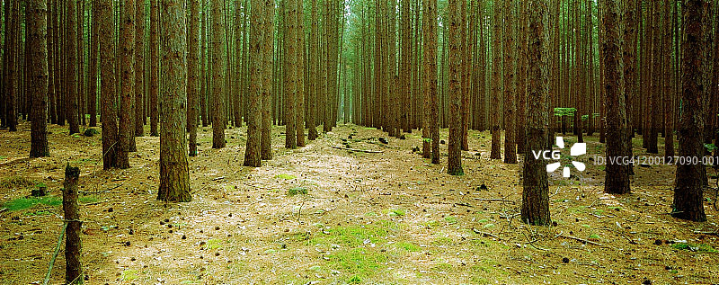森林中的红松树（北美红松），低角度拍摄图片素材