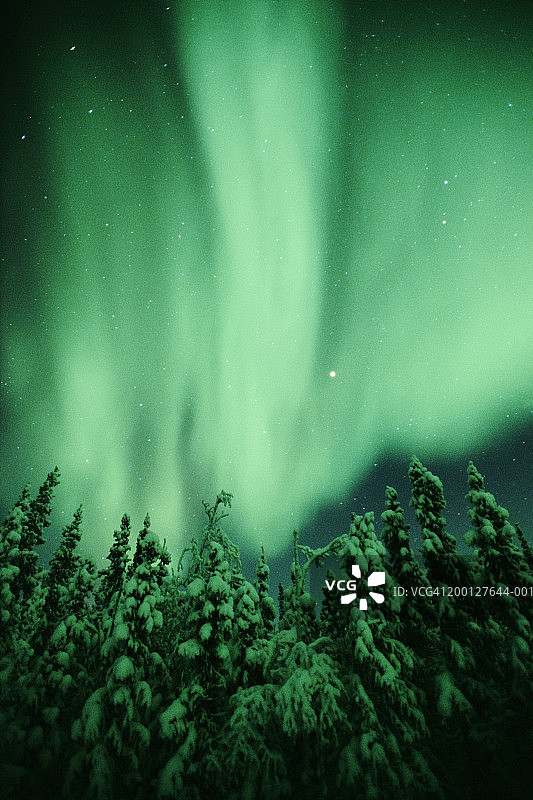 雪地云杉树上的北极光图片素材