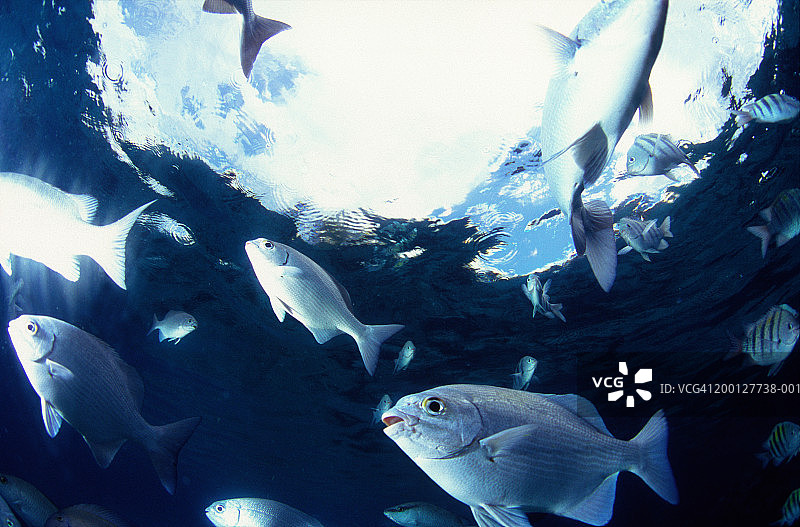 灰鲷水下景观图片素材