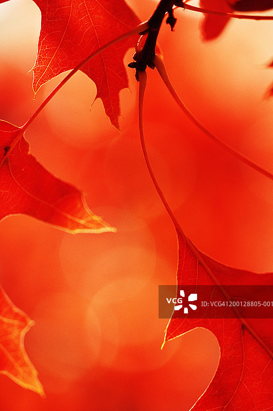 针栎树的秋叶（学名：Quercus palustris），特写图片素材