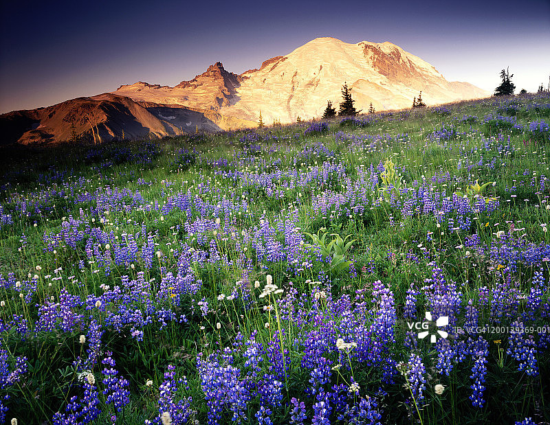 美国华盛顿州雷尼尔山日出图片素材