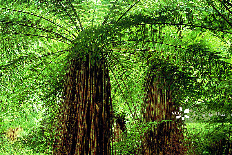 柔软树蕨森林的低角度景观图片素材