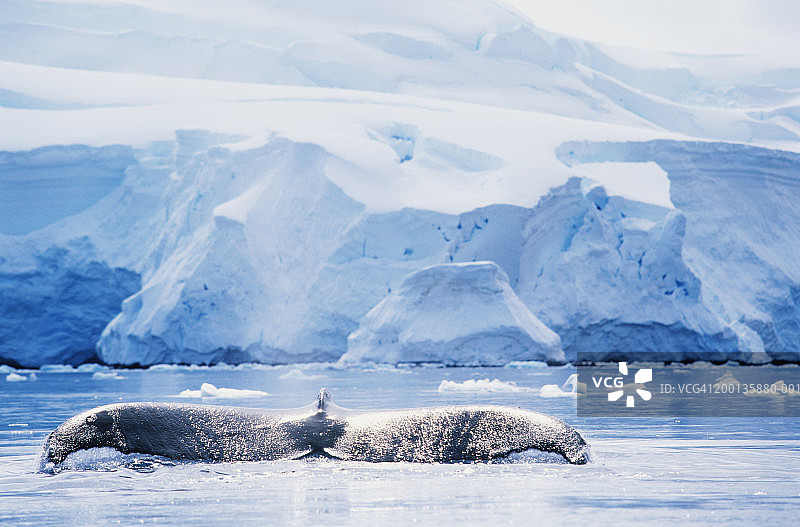 座头鲸觅食时发出声音图片素材