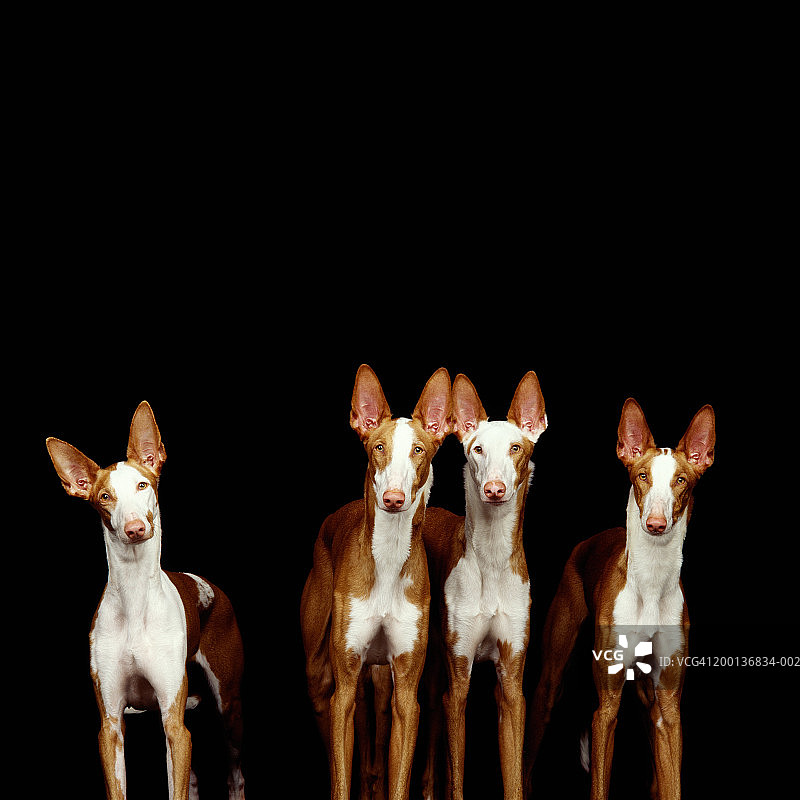 伊比赞猎犬图片素材