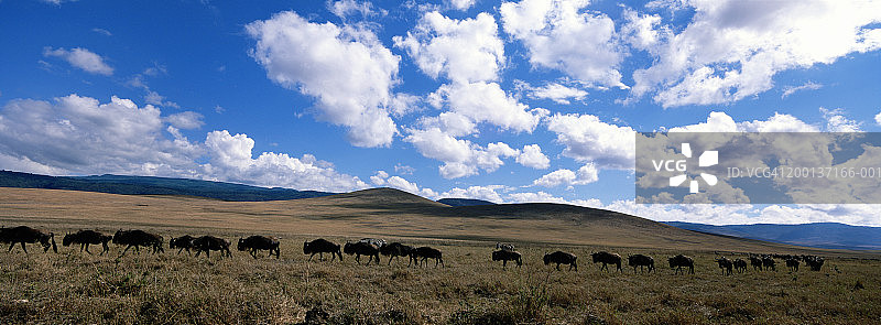 坦桑尼亚恩戈罗恩戈罗火山口的角马图片素材