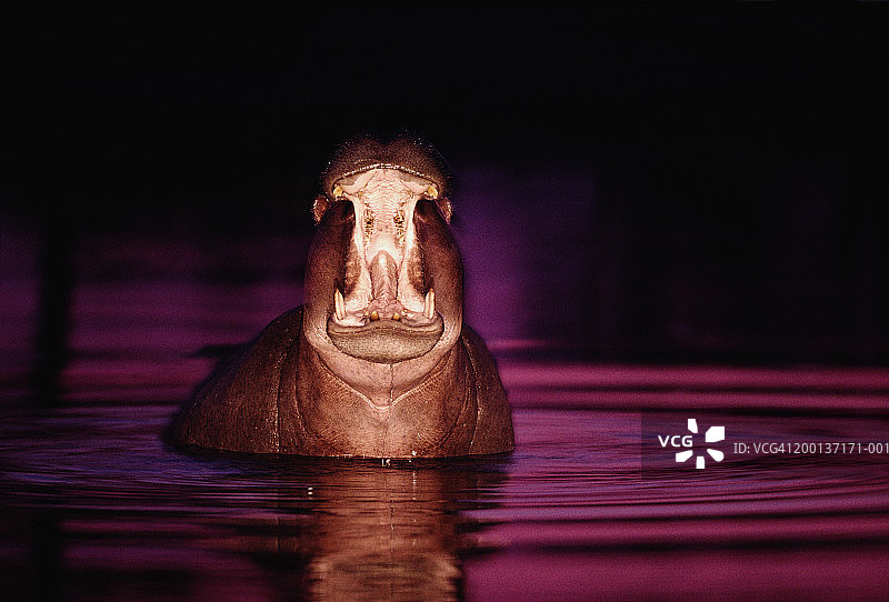 黄昏时分打哈欠的河马图片素材