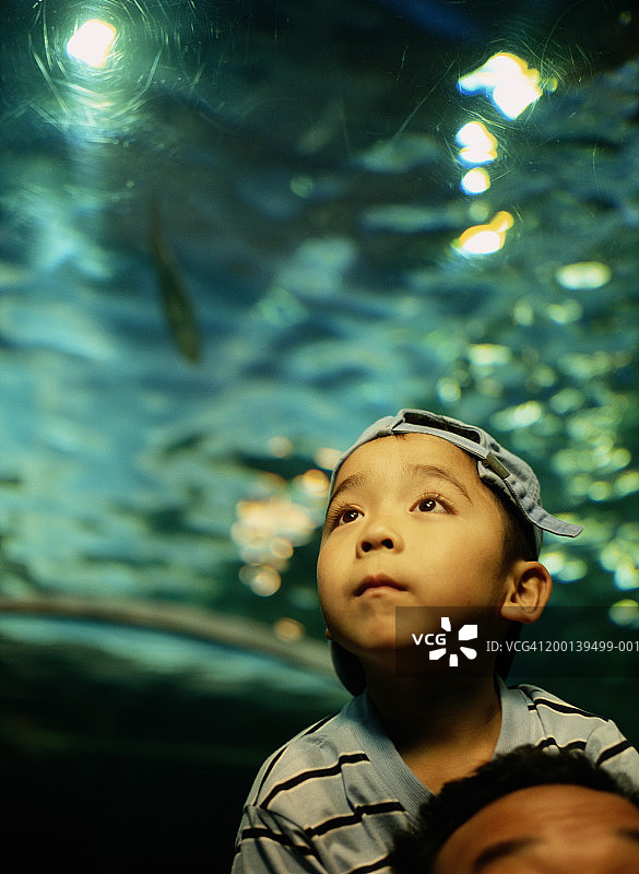 坐在父亲肩上，看水族箱里鱼的男孩（6-8岁）图片素材