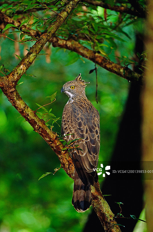 栖息在树枝上的凤头鹰图片素材