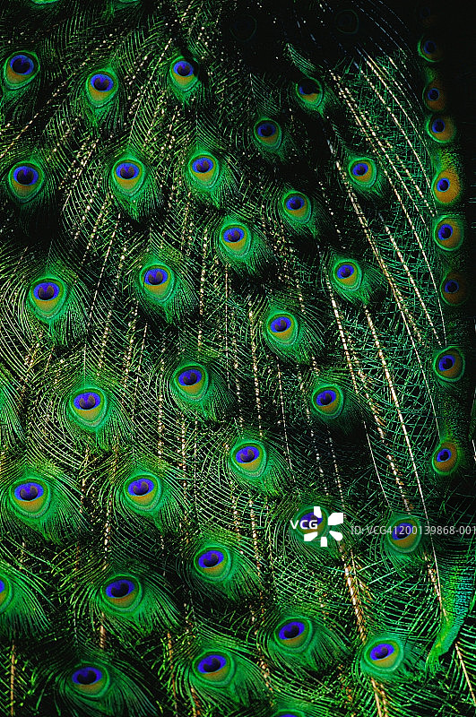 孔雀羽毛特写图片素材