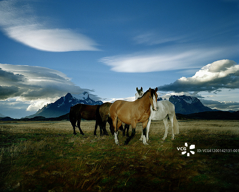 田野里的马图片素材