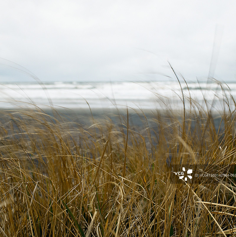 干燥的海滩草和海浪（模糊运动）图片素材