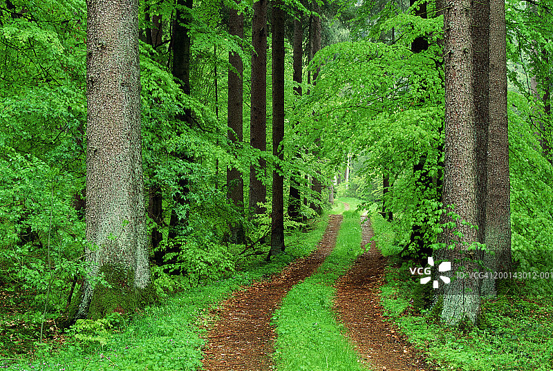 德国巴伐利亚：蜿蜒穿过森林的泥路图片素材