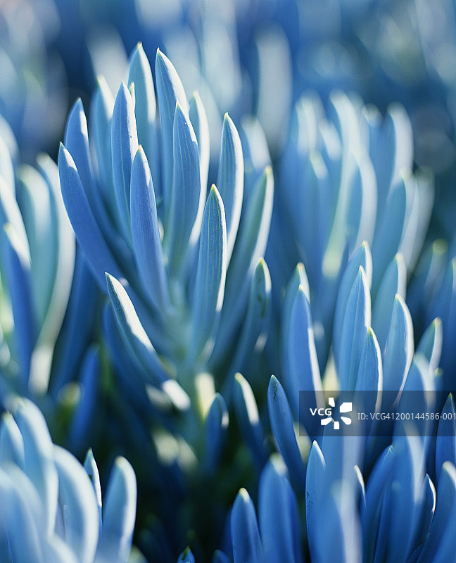 蓝松，全画幅图片素材