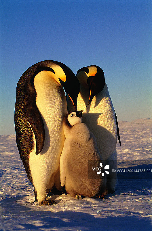 两只帝企鹅和一只小企鹅图片素材