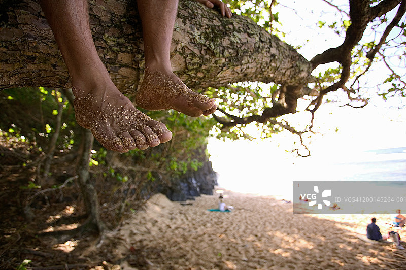 坐在海滩上方树上的男人（低角度）图片素材