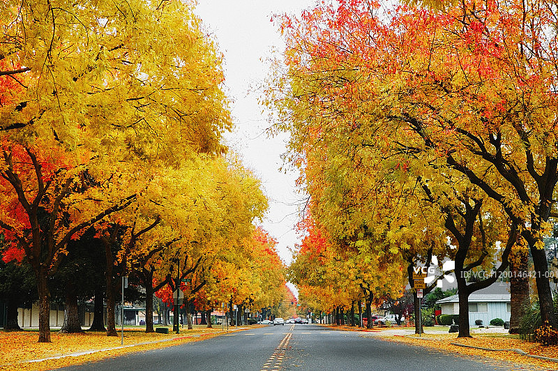 北美白蜡树景观图片素材