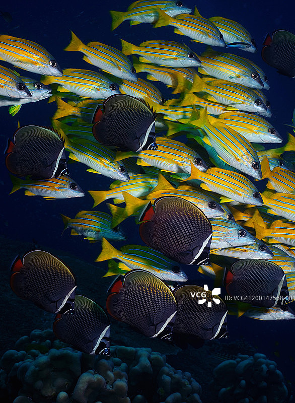 白领蝴蝶鱼群后的蓝纹 snapper 鱼群图片素材