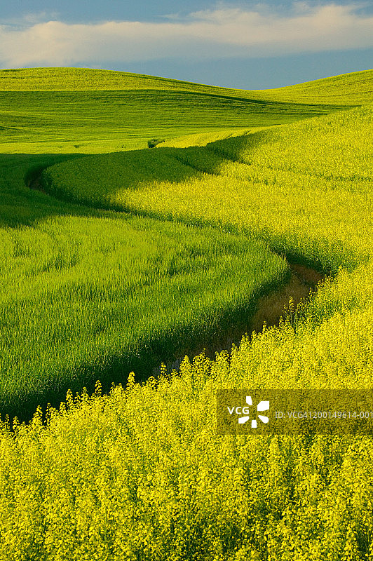 美国华盛顿州科尔法克斯油菜和冬小麦田图片素材