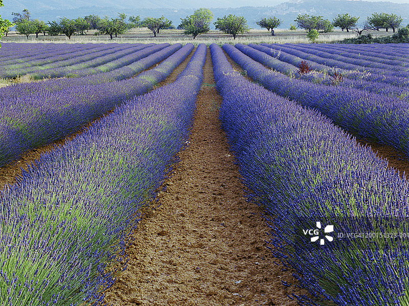法国普罗旺斯沃克吕兹省薰衣草田图片素材