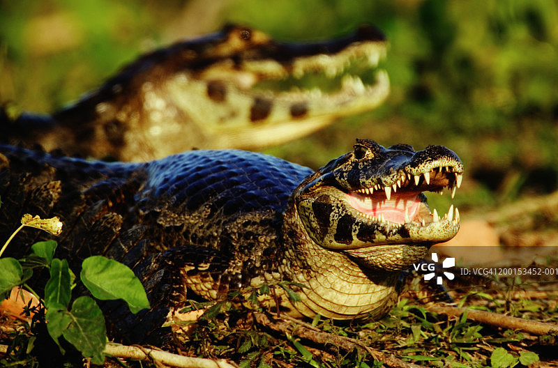 两只雅卡雷凯门鳄（Caiman yacare）图片素材