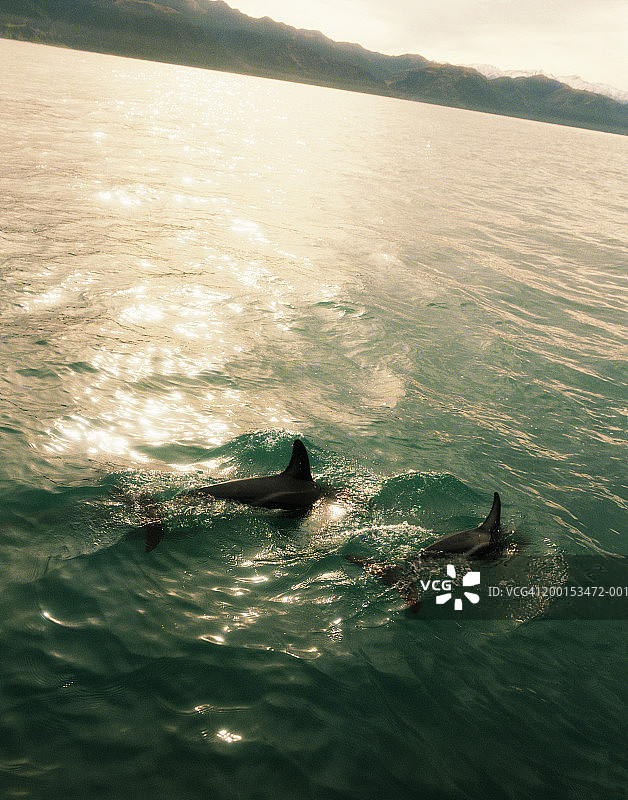 海豚潜水（高角度视角）图片素材