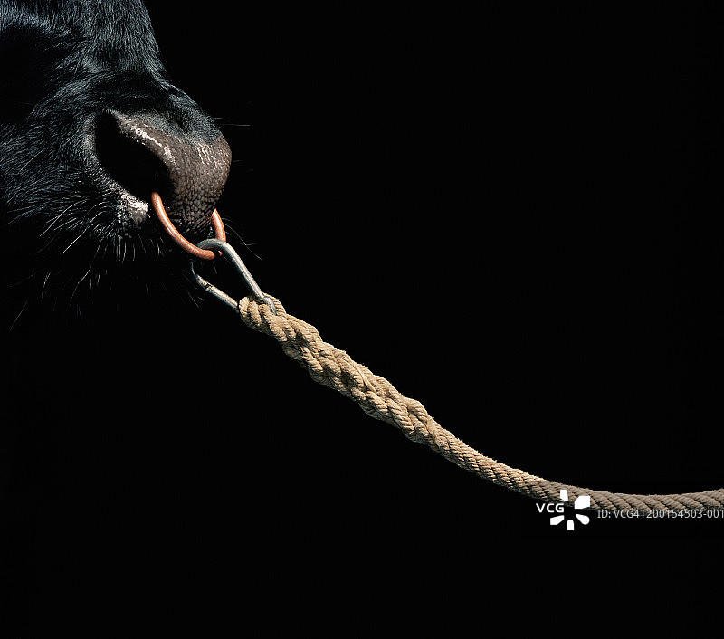 带着鼻环的公牛特写图片素材