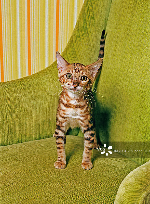 孟加拉小猫站在椅子上图片素材