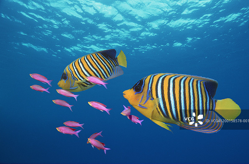 黄条拟花鮨和帝王神仙鱼（数码合成）图片素材