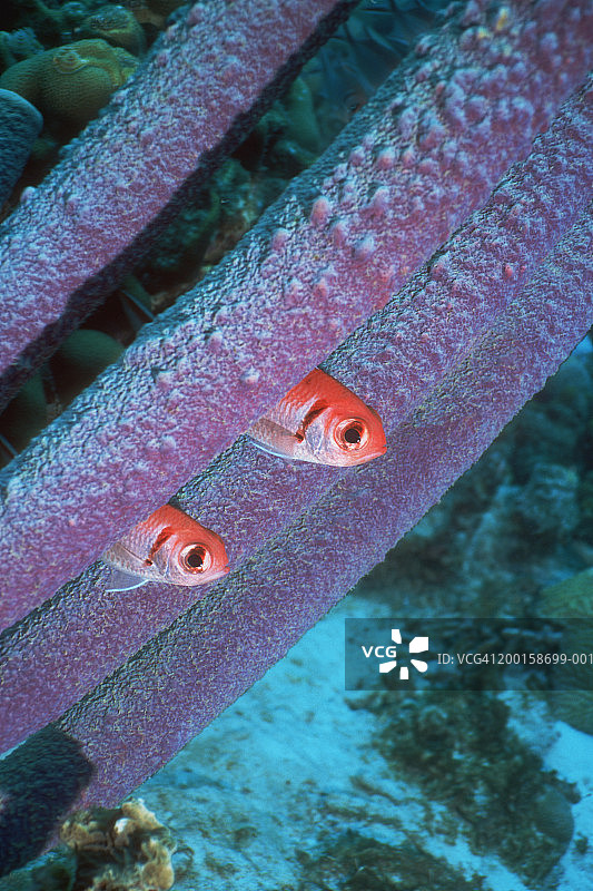 烟管海绵后的黑带尉图片素材