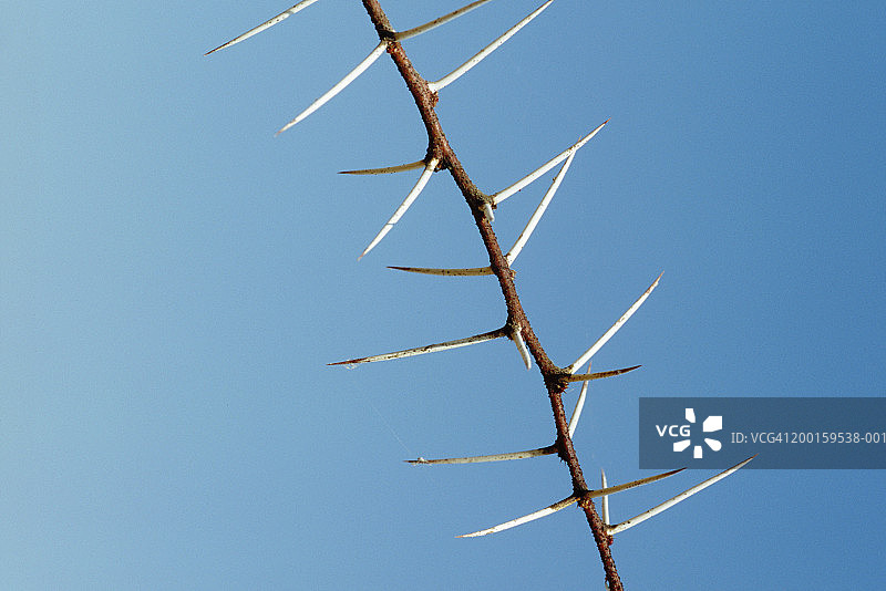 蓝天下伞刺金合欢树枝特写图片素材