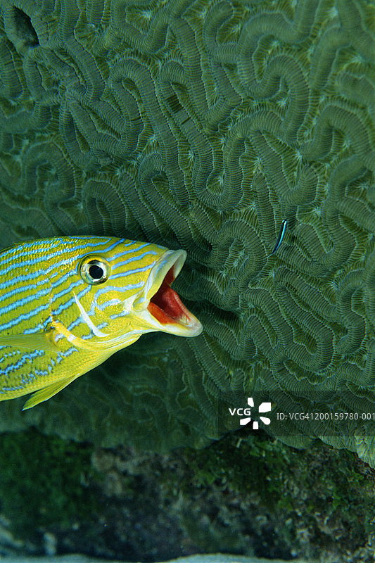 准备进食的蓝纹石鲈图片素材