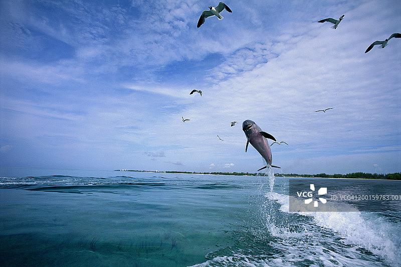 跃出水面的宽吻海豚图片素材