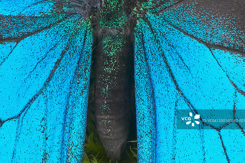 蓝色山脉燕尾蝶（天堂凤蝶）翅膀和腹部细节图片素材