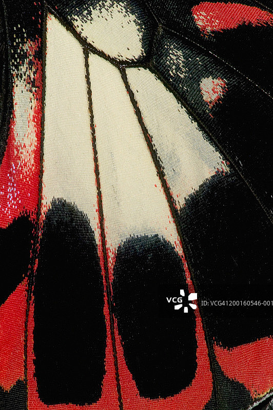 绯红燕尾蝶翅膀细节图片素材